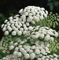 Wildflower Bishops Flower